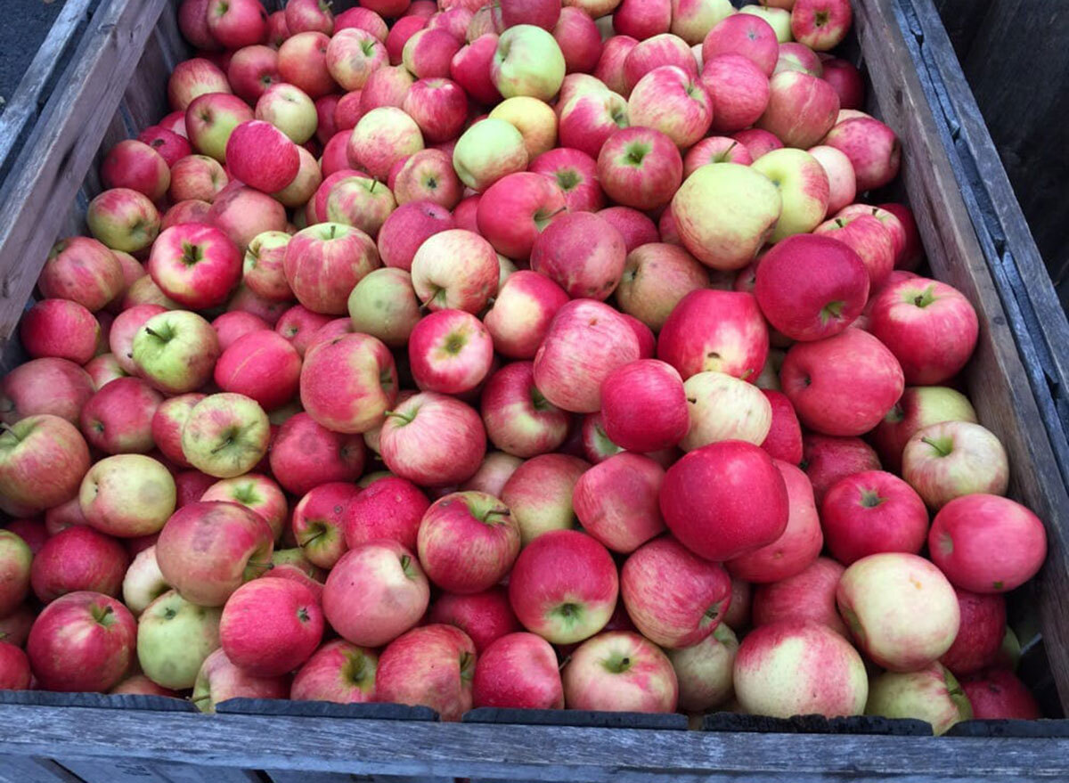 applecrest farm new hampshire