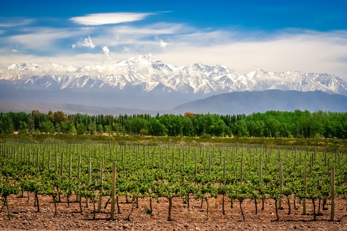 Mendoza Argentina vineyard and mountains