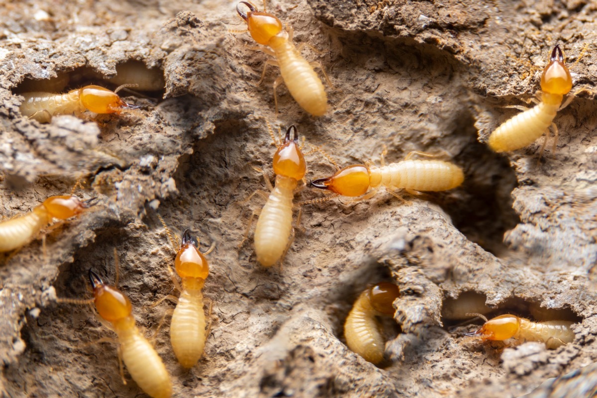 termites eating wood