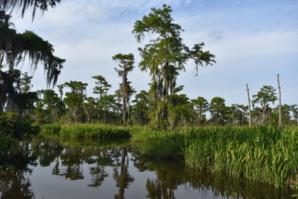 barataria preserve louisiana state natural wonders