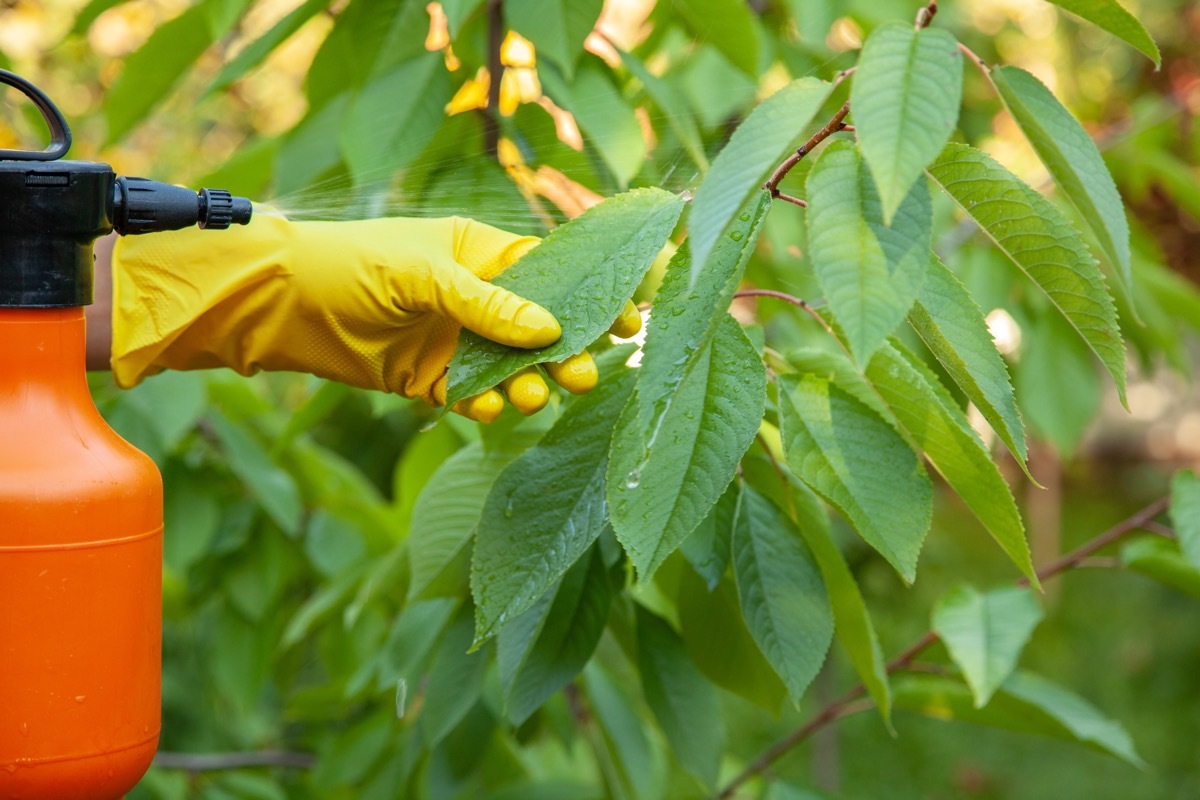 Gardener Applying Insecticide