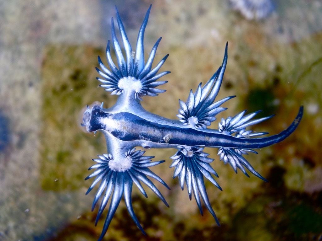 blue glaucus