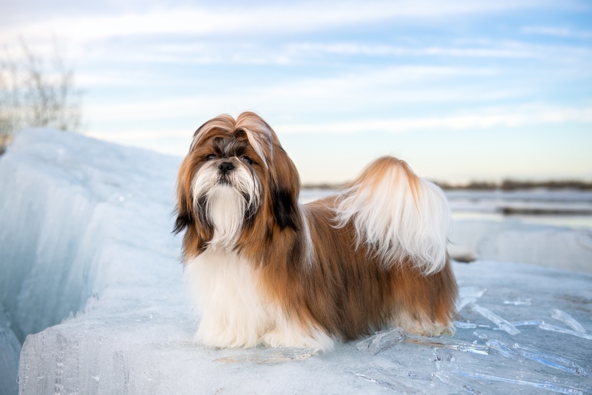 Shih Tzu in the snow