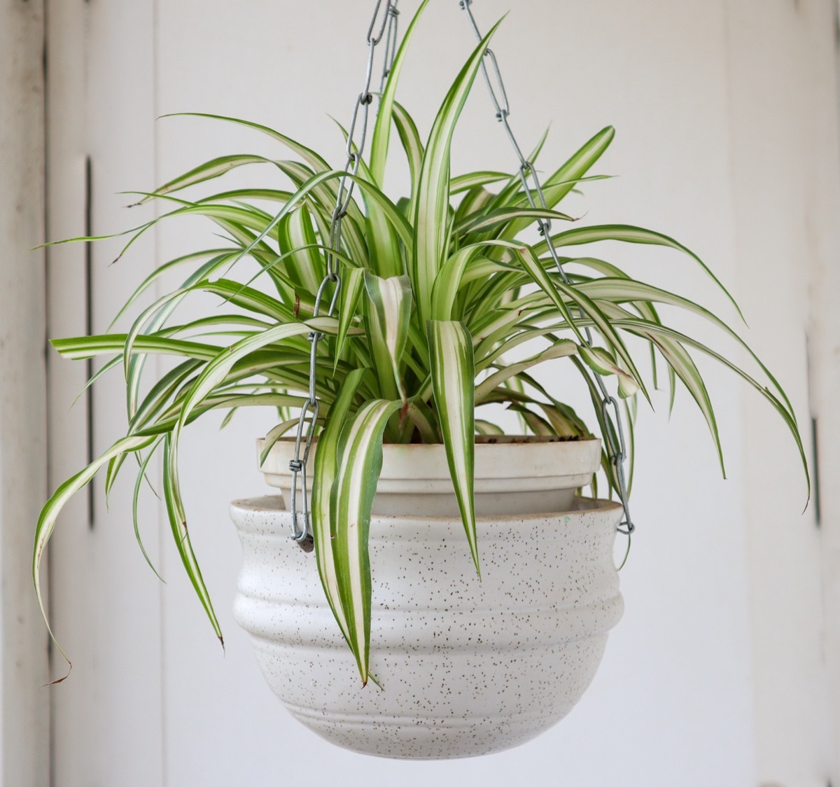 Hanging Spider Plant