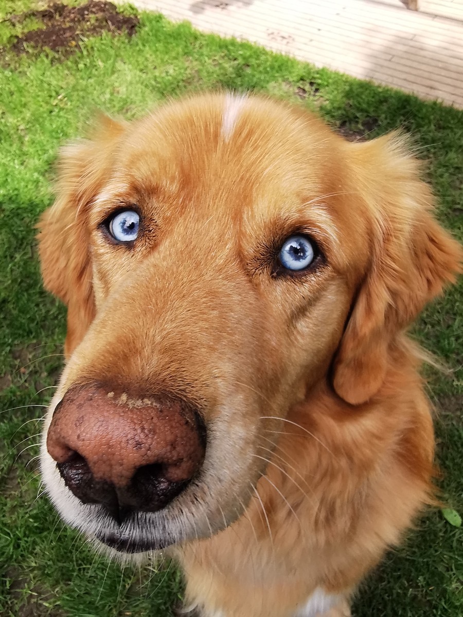 Goberian Mixed Breed Dogs