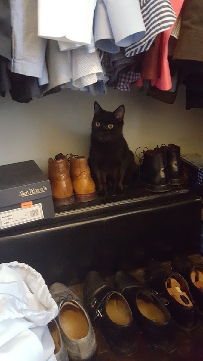 Puck in the Closet {Pet Adoption Stories}