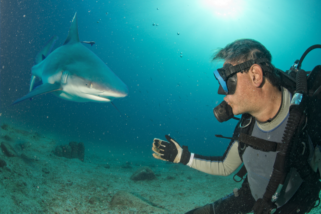 Shark Attack Diver