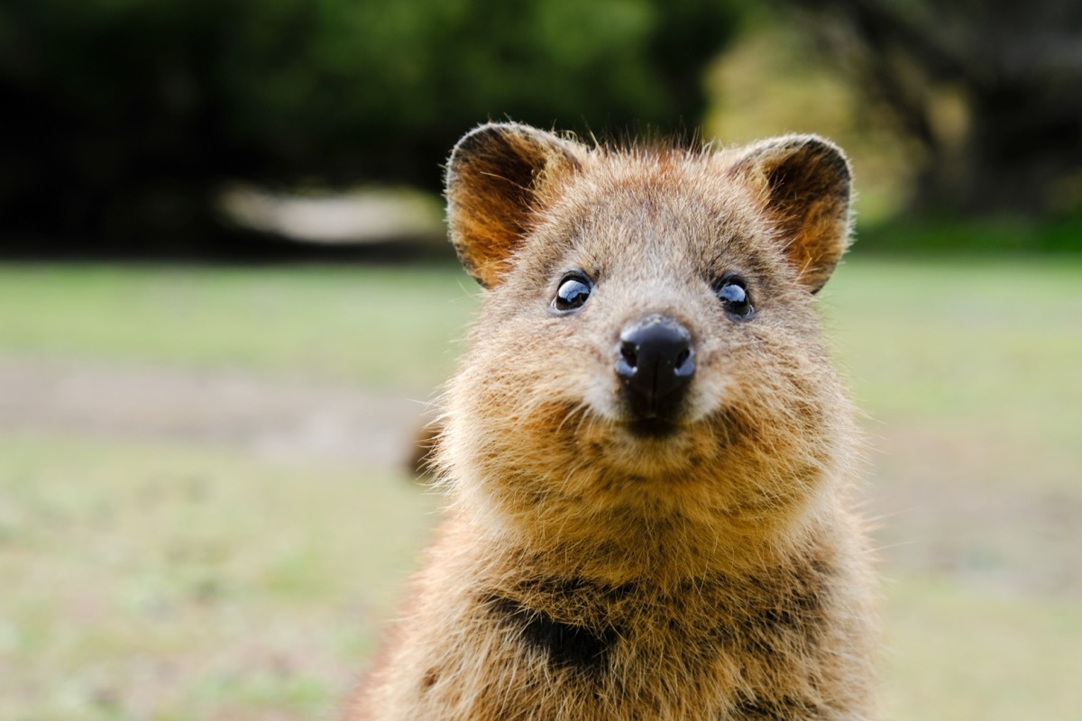 what is a quokka - rottnest island