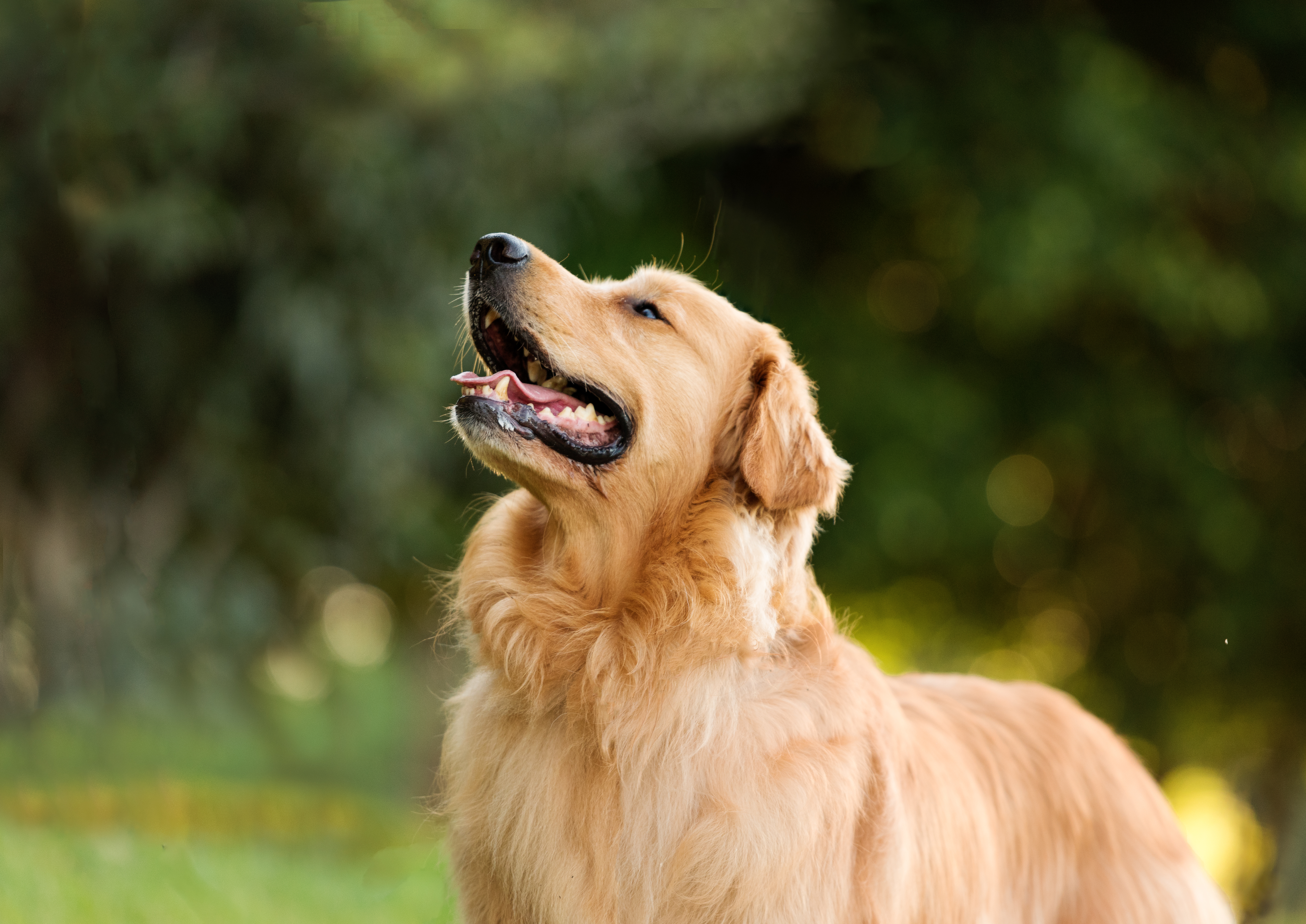 One adult Labrador Retriever dog in the park, posing on the grass for the camera, sticking out the tongue, during a sunny day.