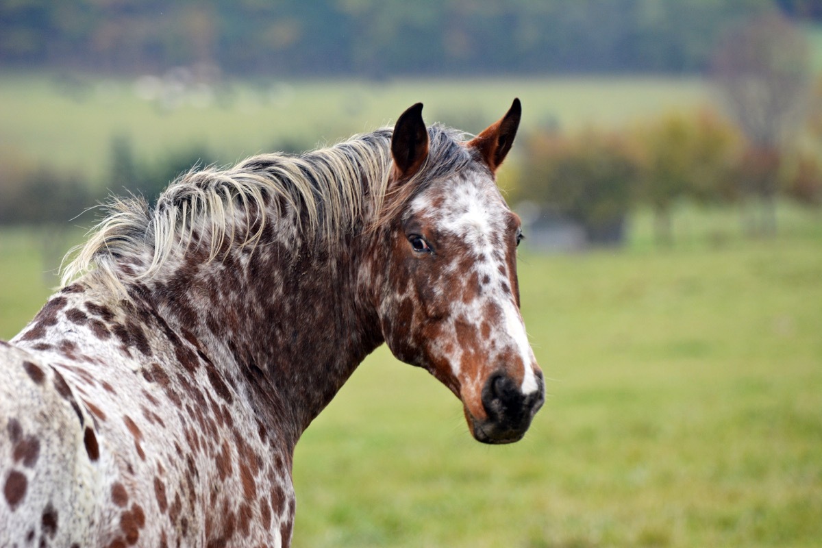 appaloosa horse closeup looking at the camera