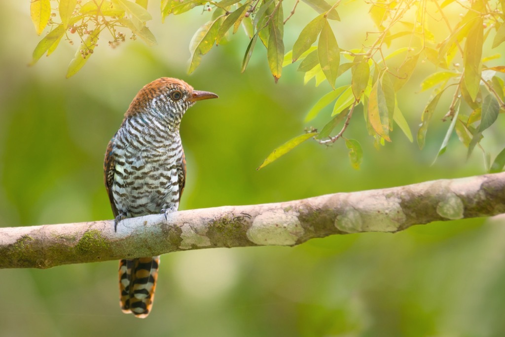 bird outdoors