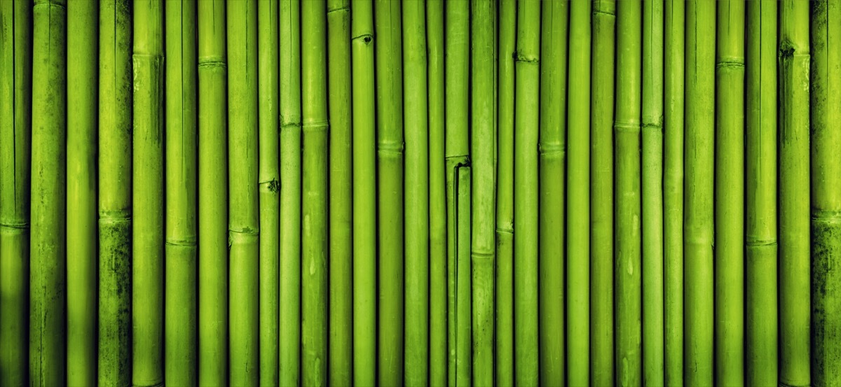 bamboo