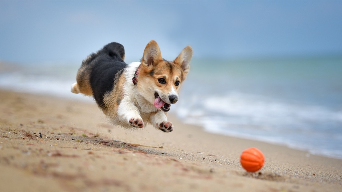 Corgi playing on the beach