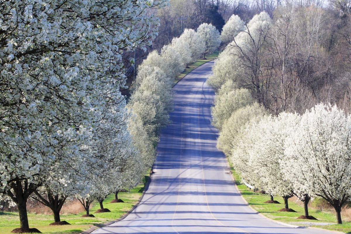 dozens of bradford pear trees