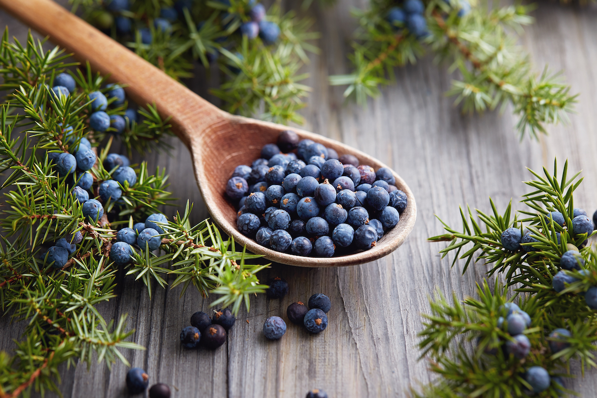 A wooden spoon filled with juniper berries surrounded by juniper branches.