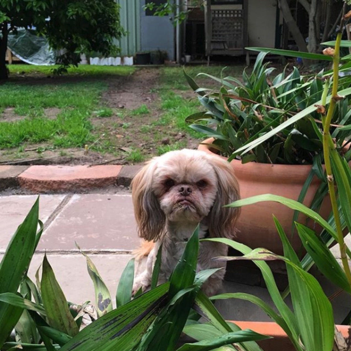 grumpy dog in the yard