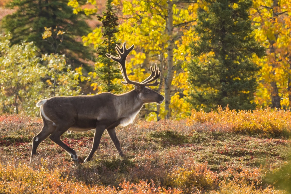 Caribou walking through autumn tundra