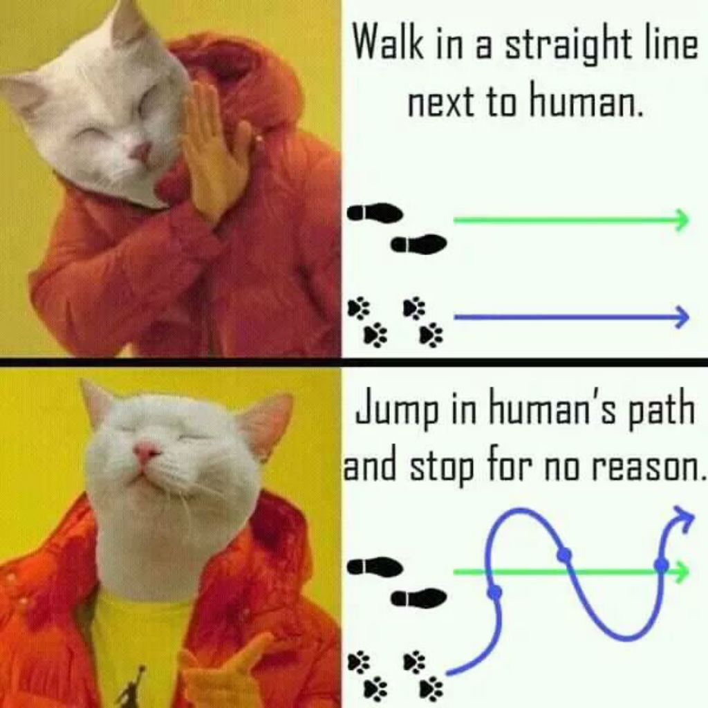 Drake cat memes