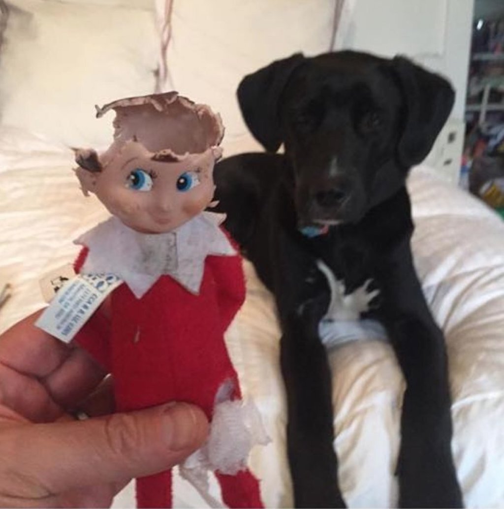 dog versus elf on the shelf