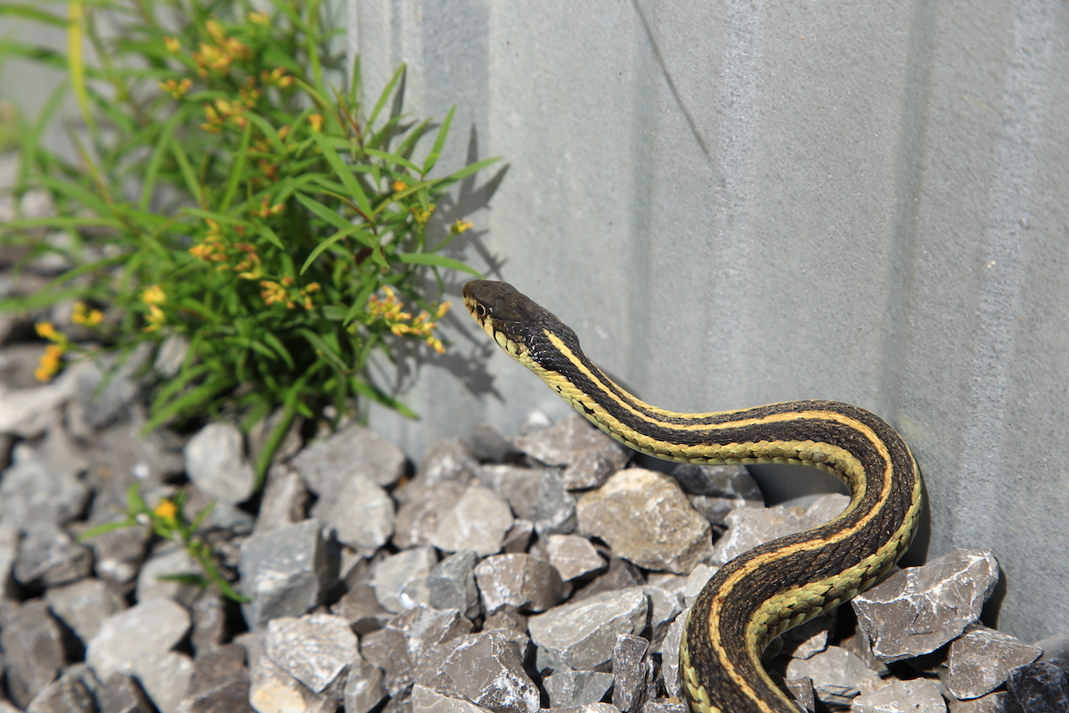 Garter snake on gravel beside a house.