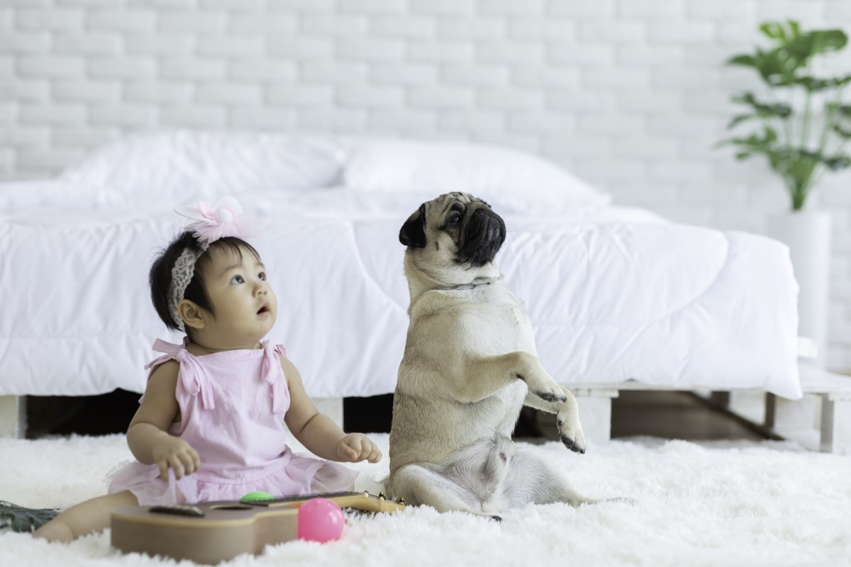 Baby and pug focused