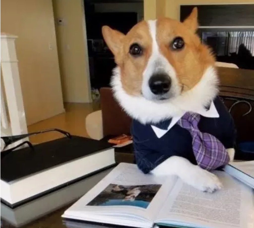 corgi in suit