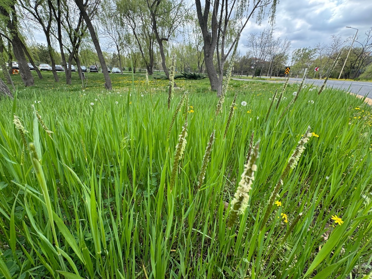 Fine fescue grass