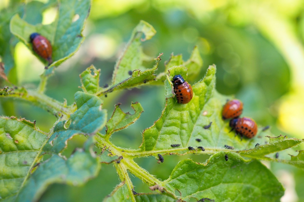 plant getting eaten by bugs