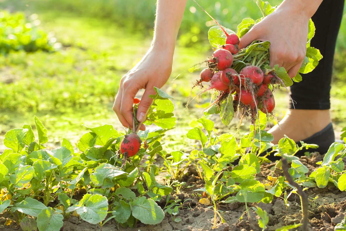 Close up of a woman picking radishes from her vegetable garden