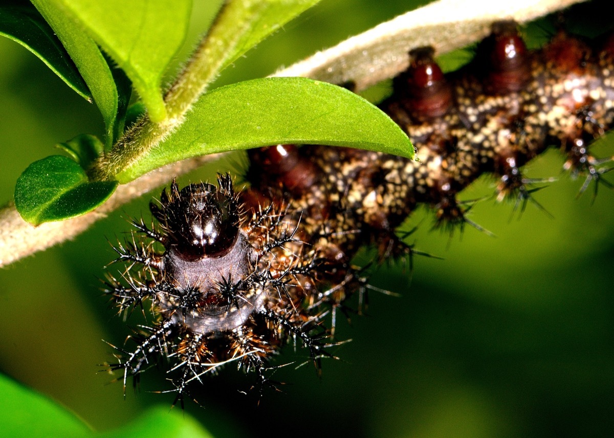 buck moth caterpillar dangerous bugs in america