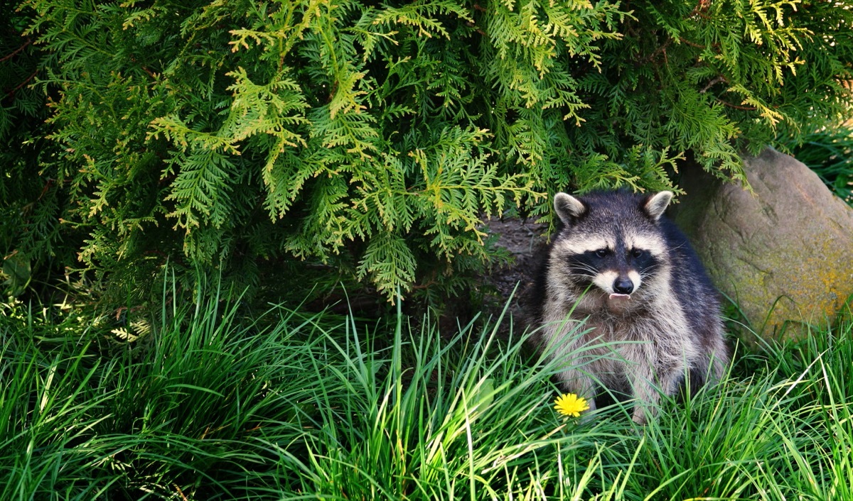 raccoon sitting in grass