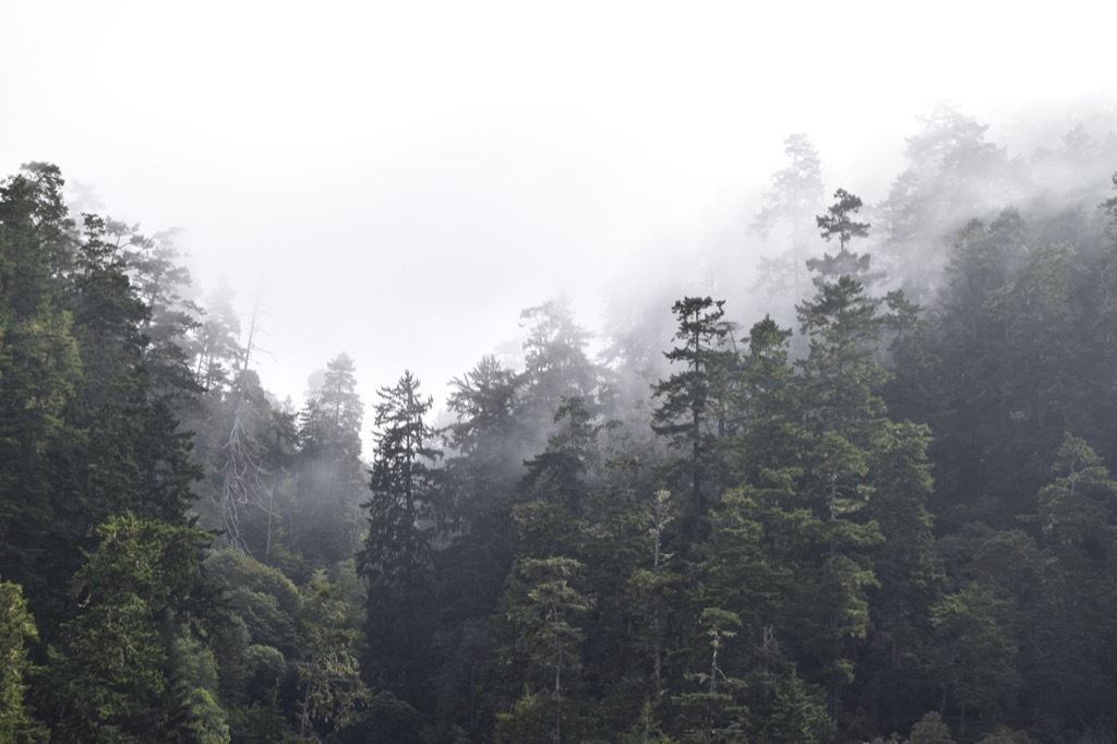 trees in fog {Scary Urban Legends}