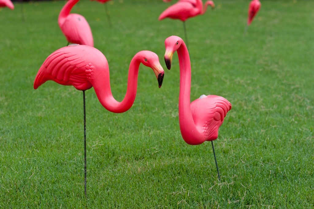 Plastic lawn flamingoes