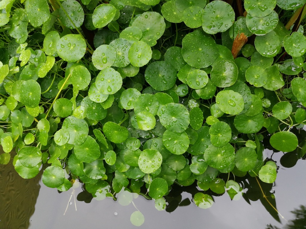 gingko, best brain foods