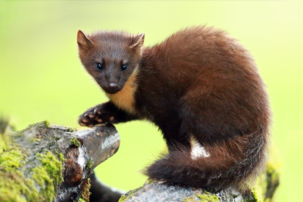 Pine Marten animal