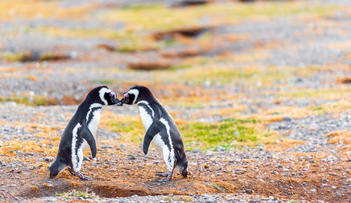 Magellanic penguins in chile photos of wild penguins