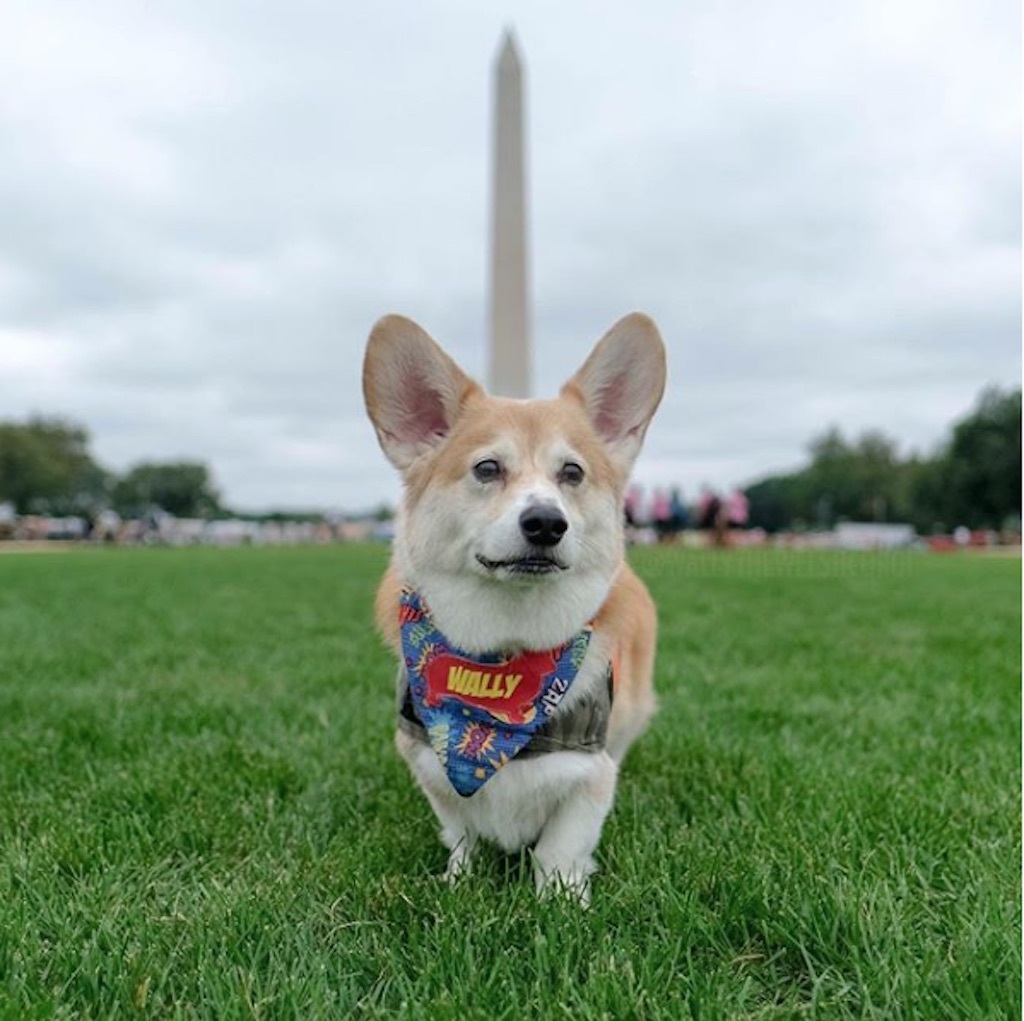 wally the welsh corgi