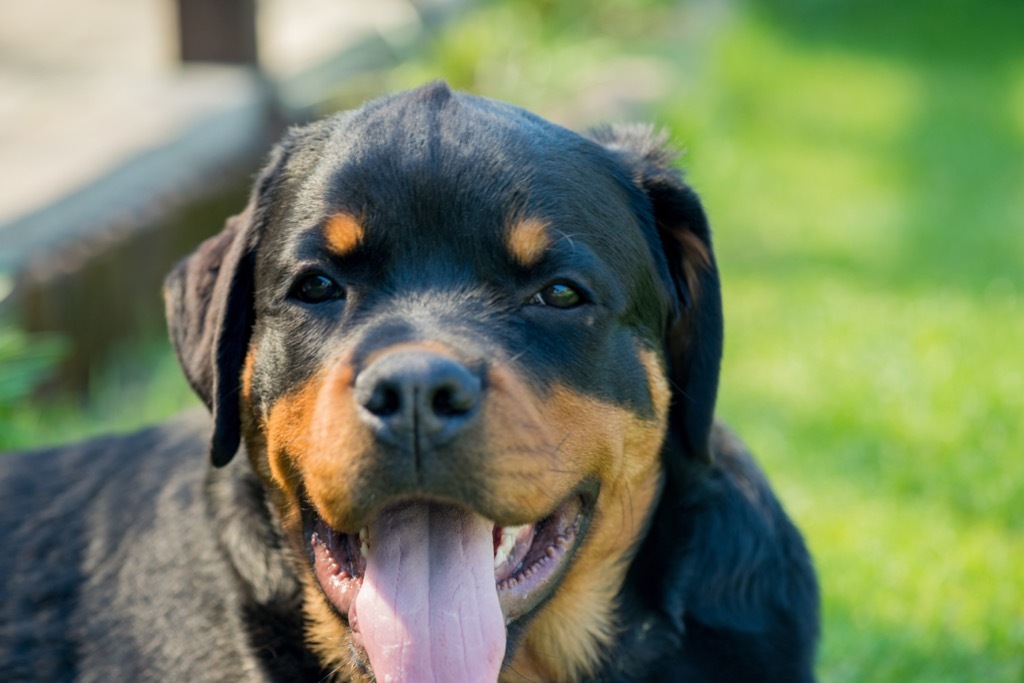 rottweiler dog cute