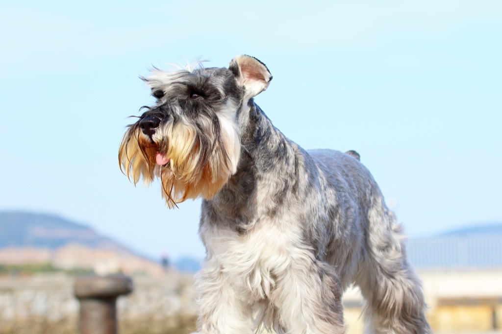 smaller dogs have more powerful ears