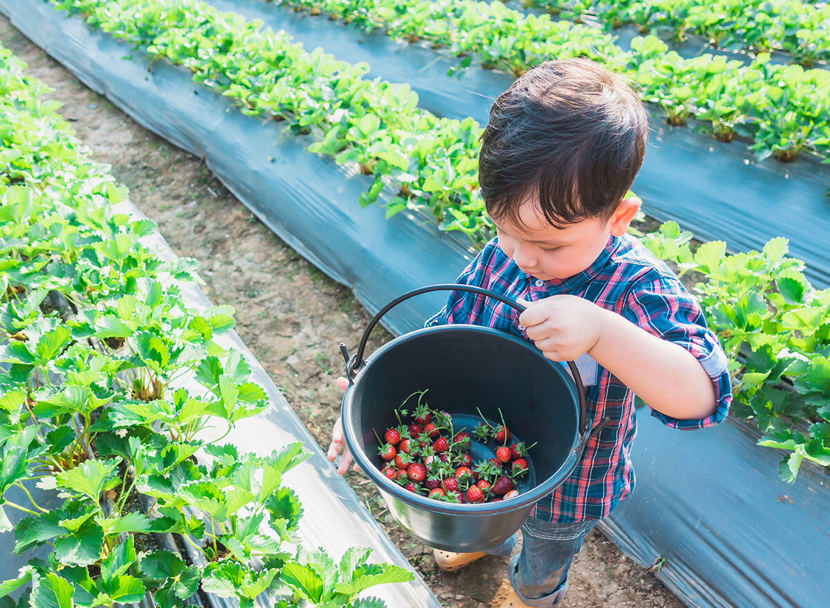 boy picking stawberries