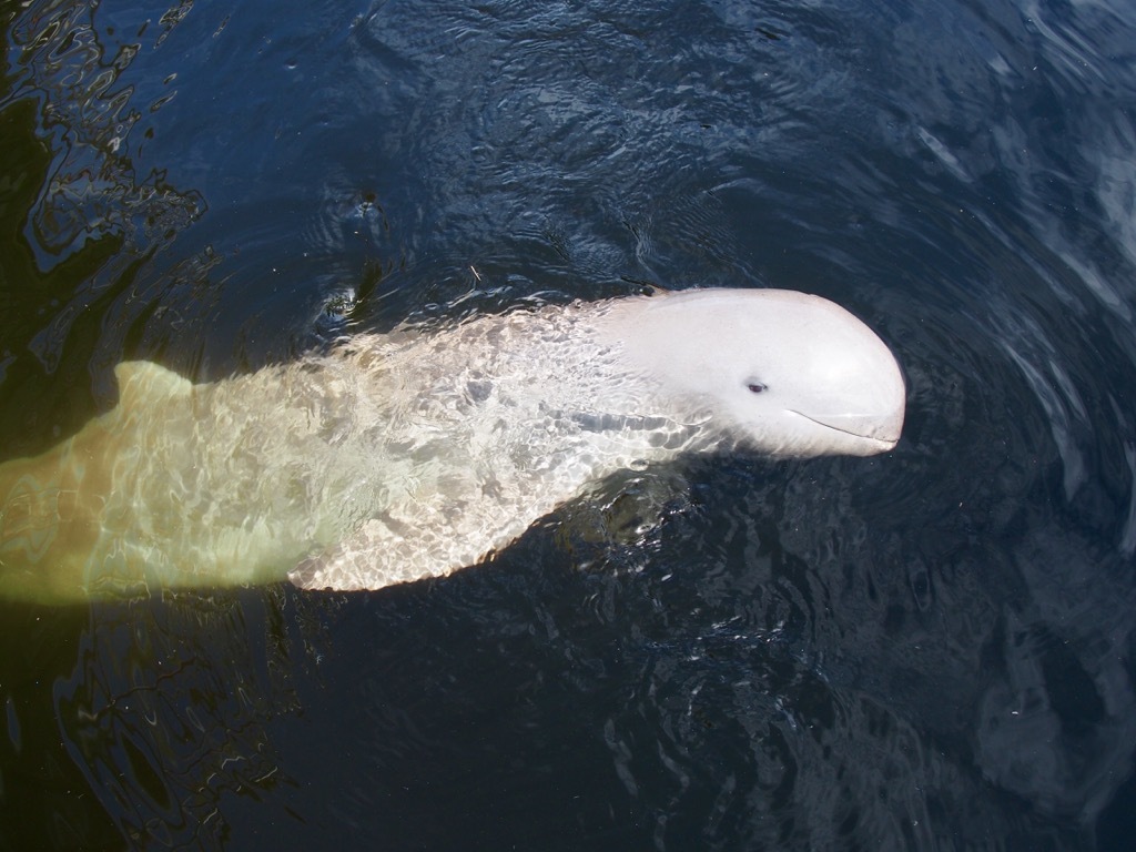 irrawaddy dolphin