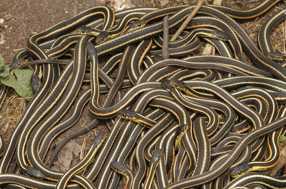 Snake breeding festival in Manitoba, Canada