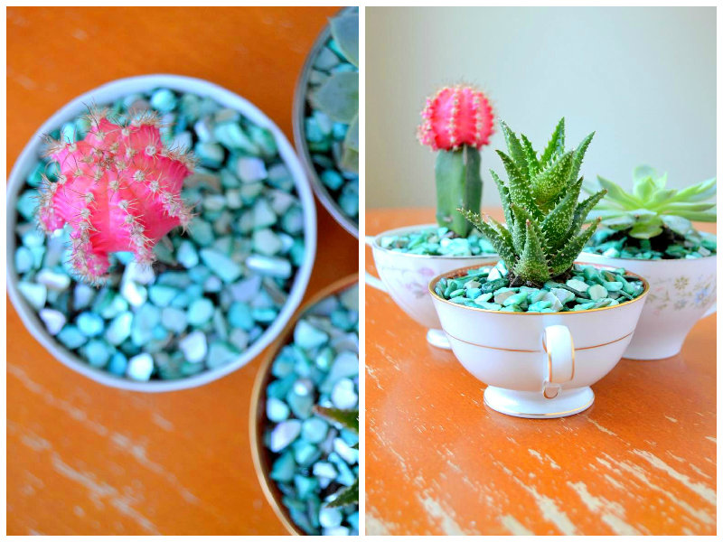 3. Amazing succulents and cacti