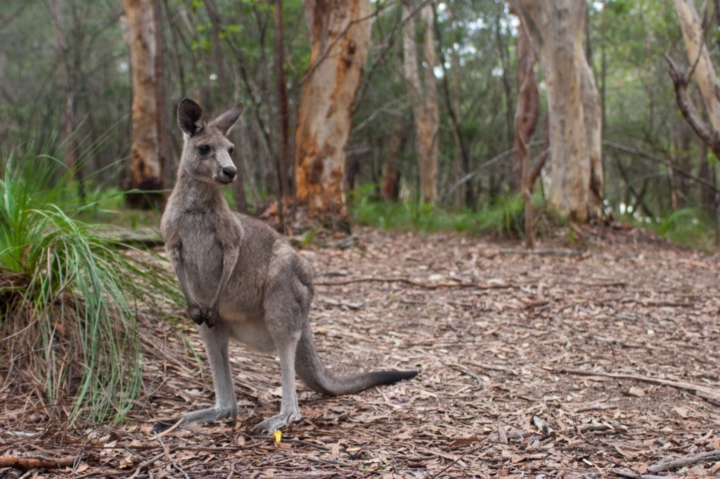 Kangaroo 