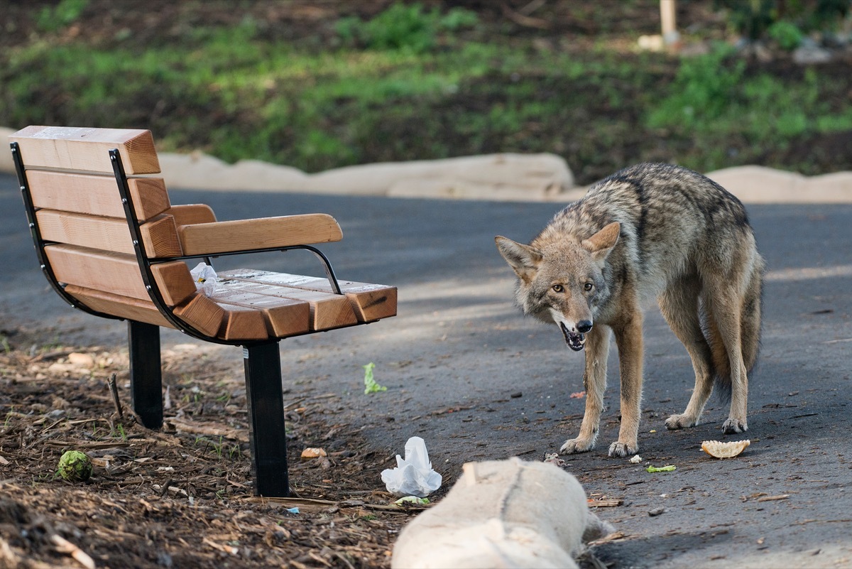 Coyote eating trash in public