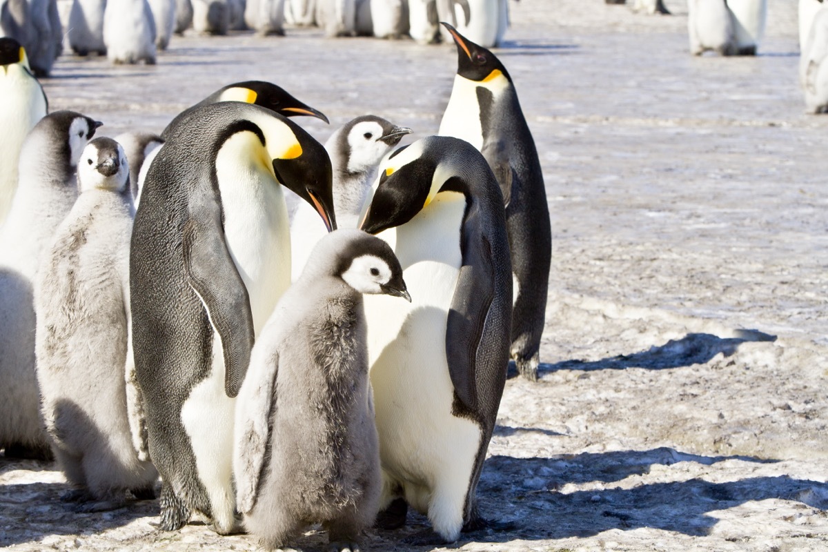 Huddle of Emperor Penguins {How do Animals Stay Warm in Winter}