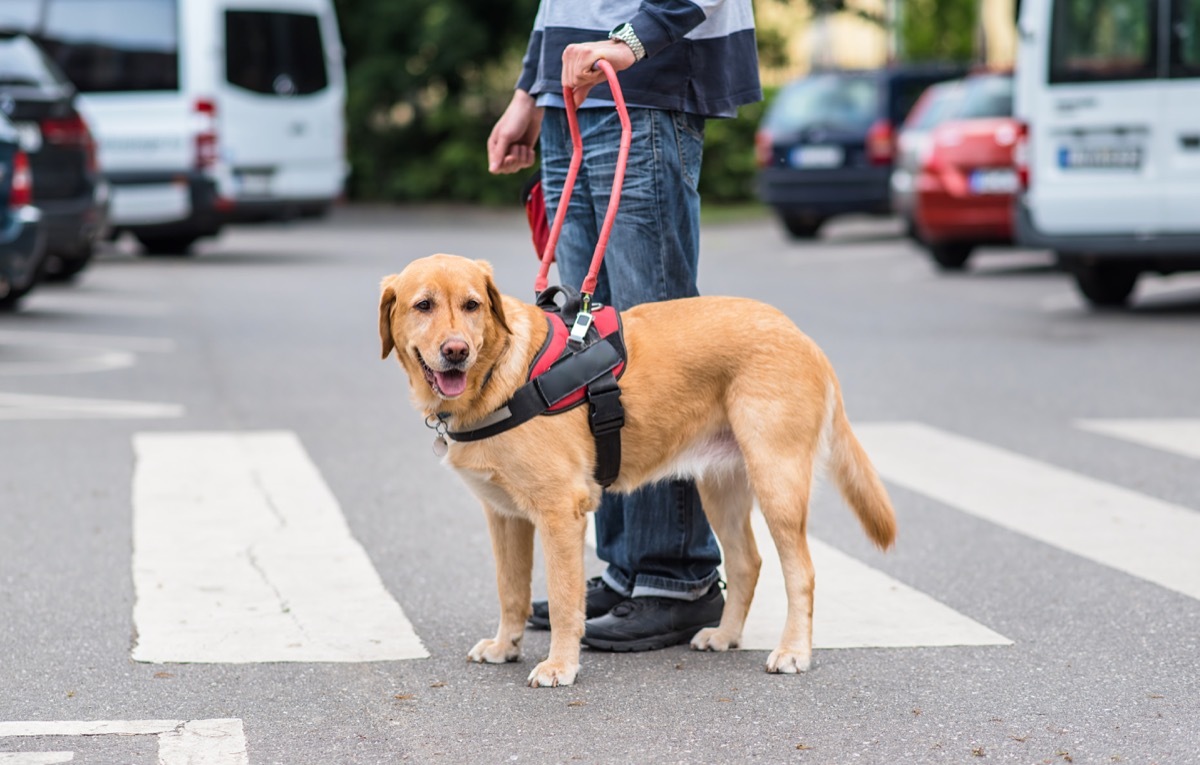 Guide dog is helping a blind man, on pedestrian crossing