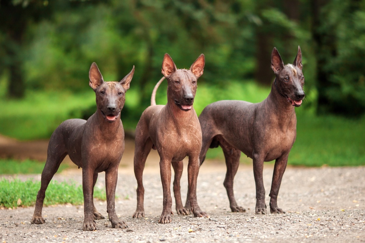 Mexican hairless dogs