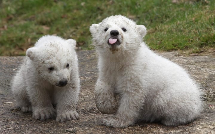 Polar bear cubs