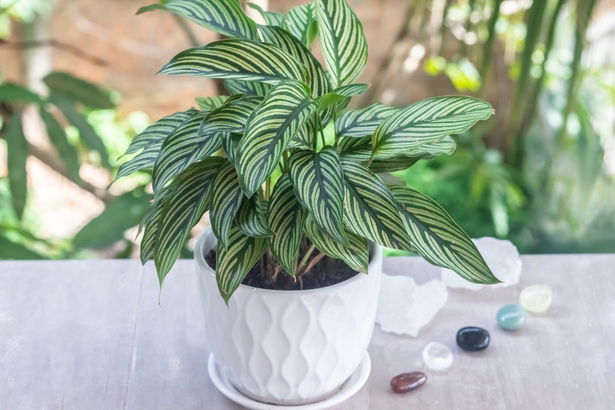 Calathea Vittata plant (Prayer plant) in a white pot on the balcony 